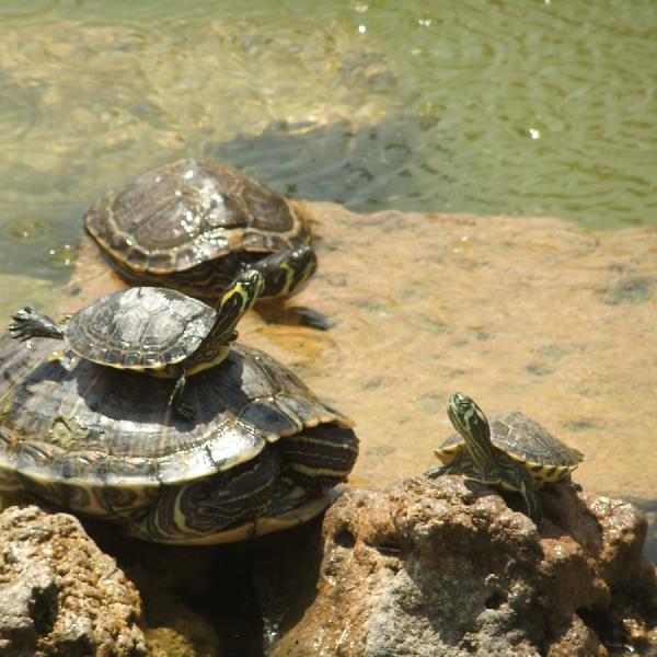 Piggybacking terrapins