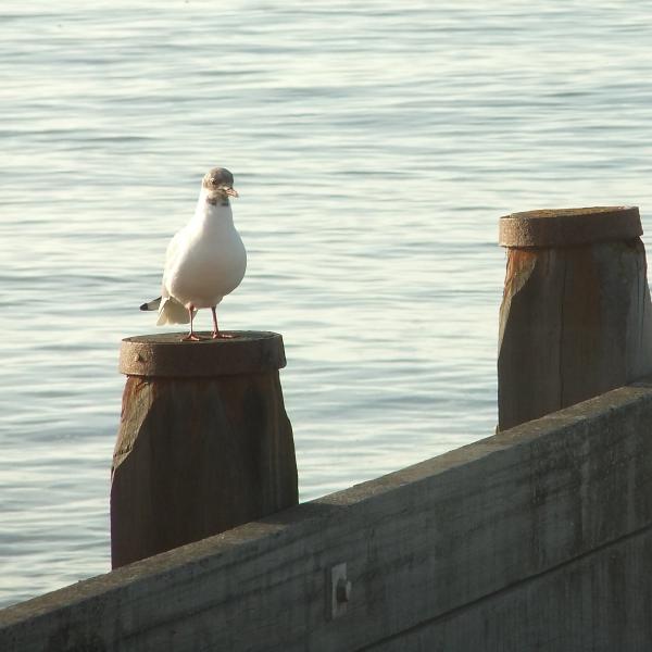 Sitting proud