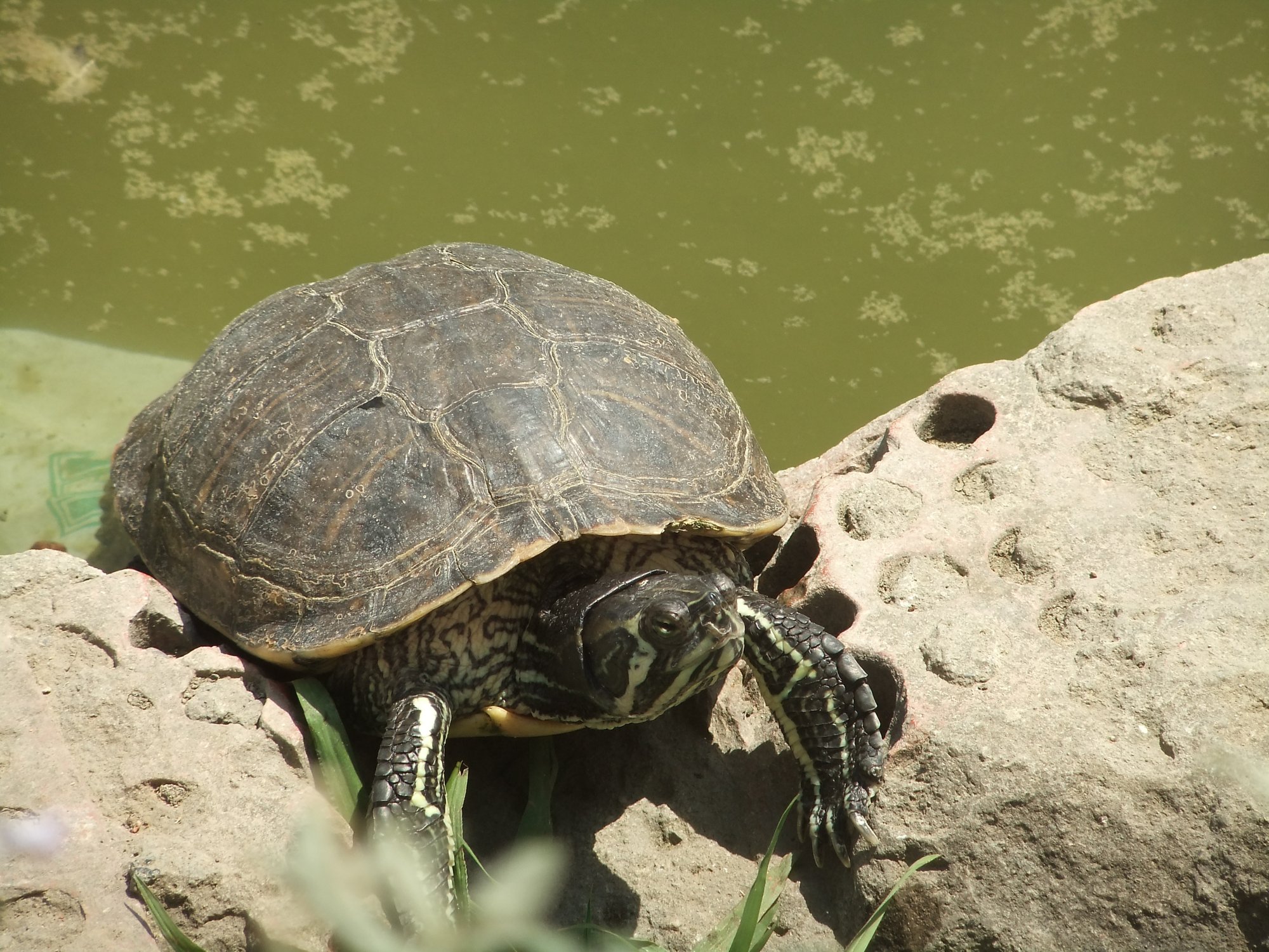 Terrapin takin' a break