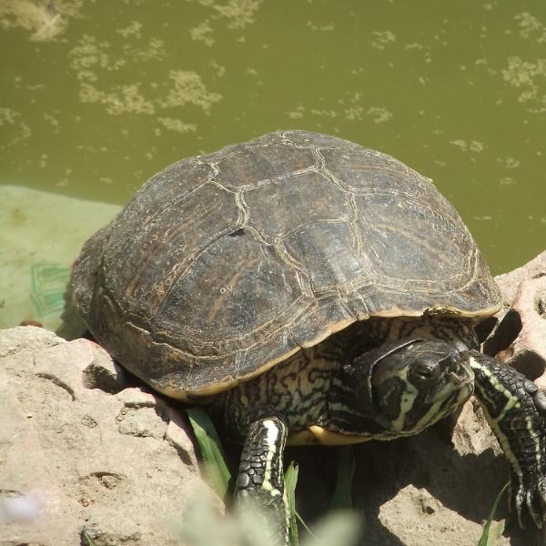 Terrapin takin' a break