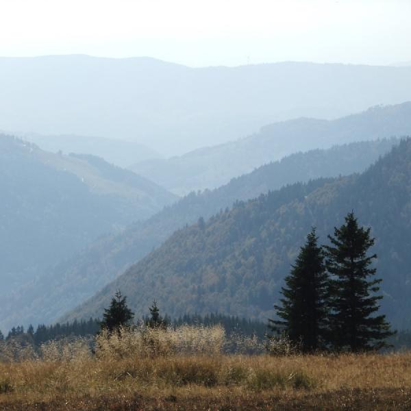 Looking at the landscape