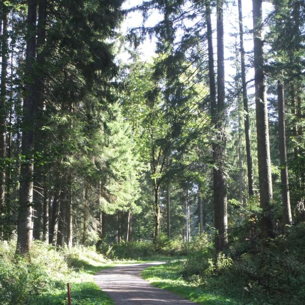 Seesteig