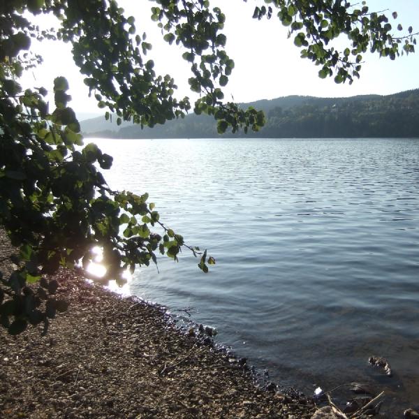 Silhouetted leaves