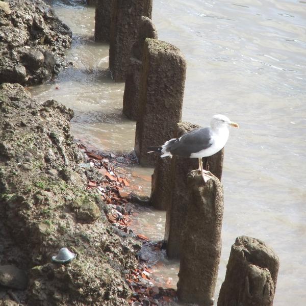 Watching the tide