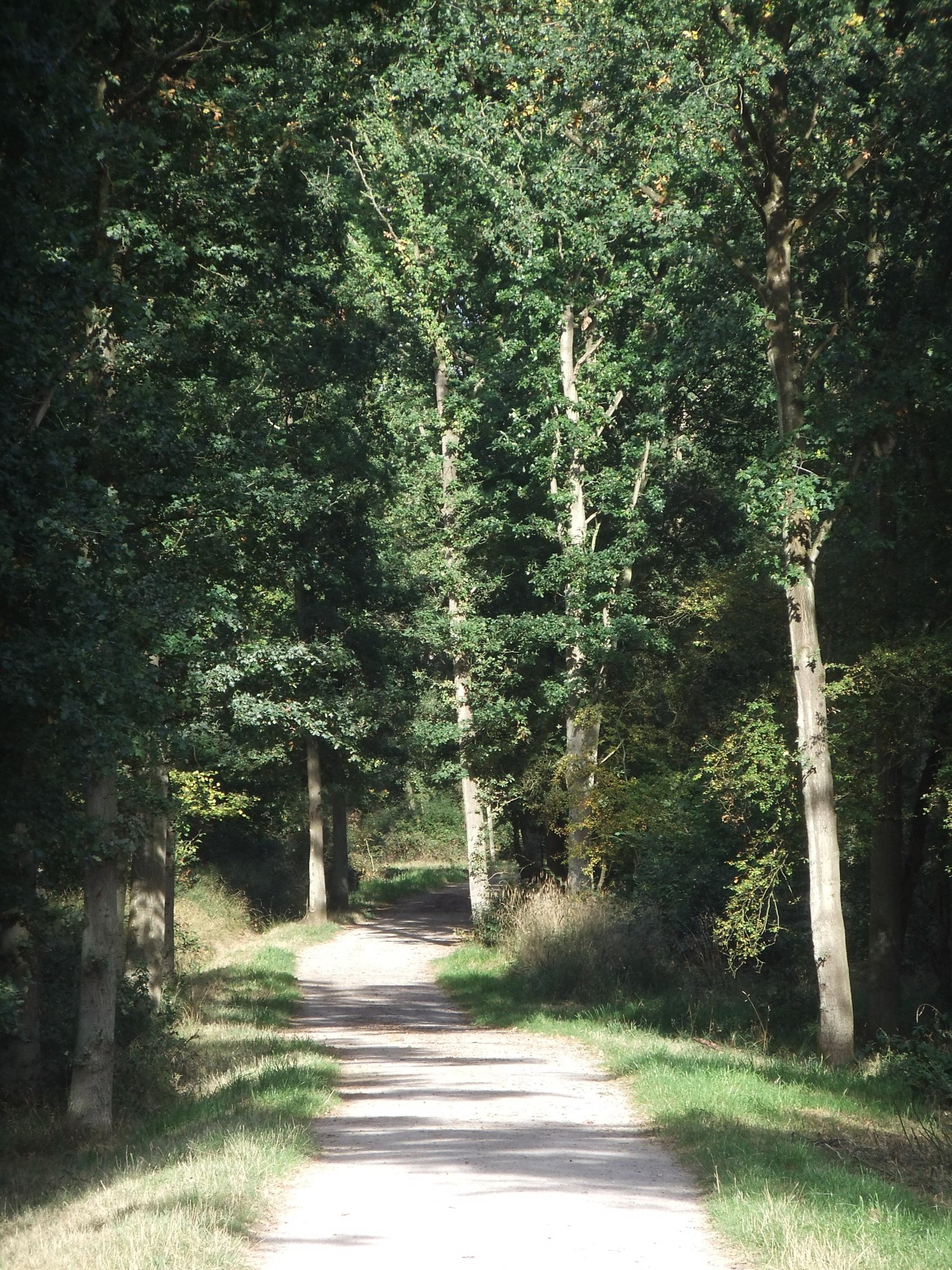 Forest path
