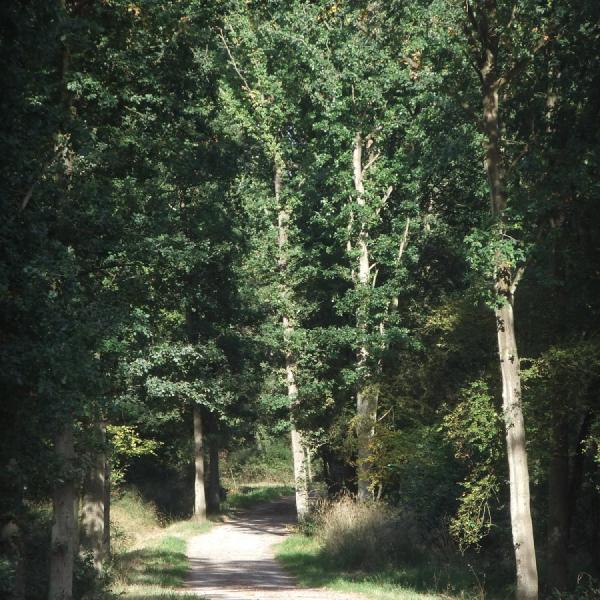Forest path