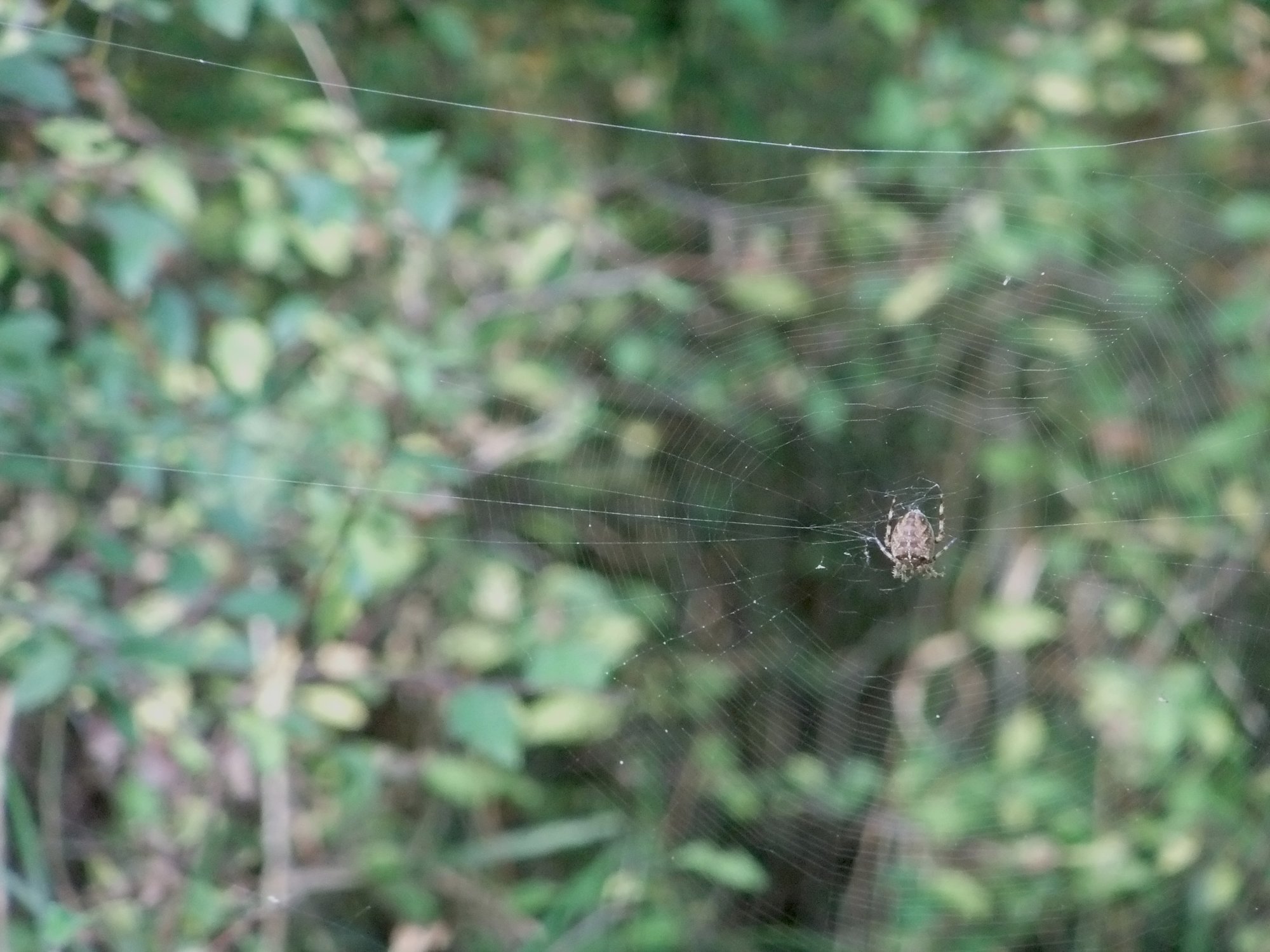 Spider & web