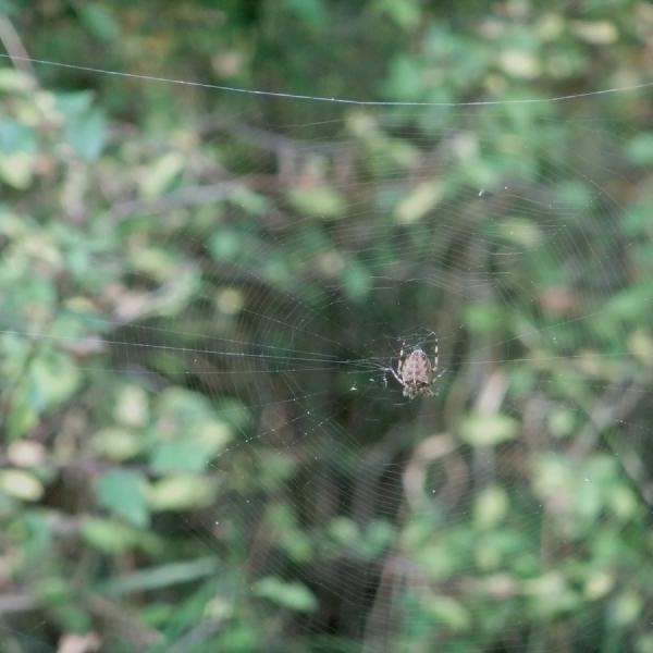Spider & web