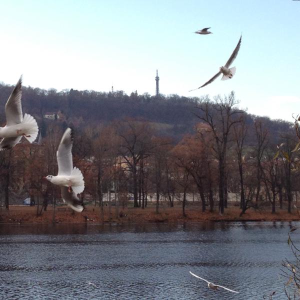 Swooping gulls