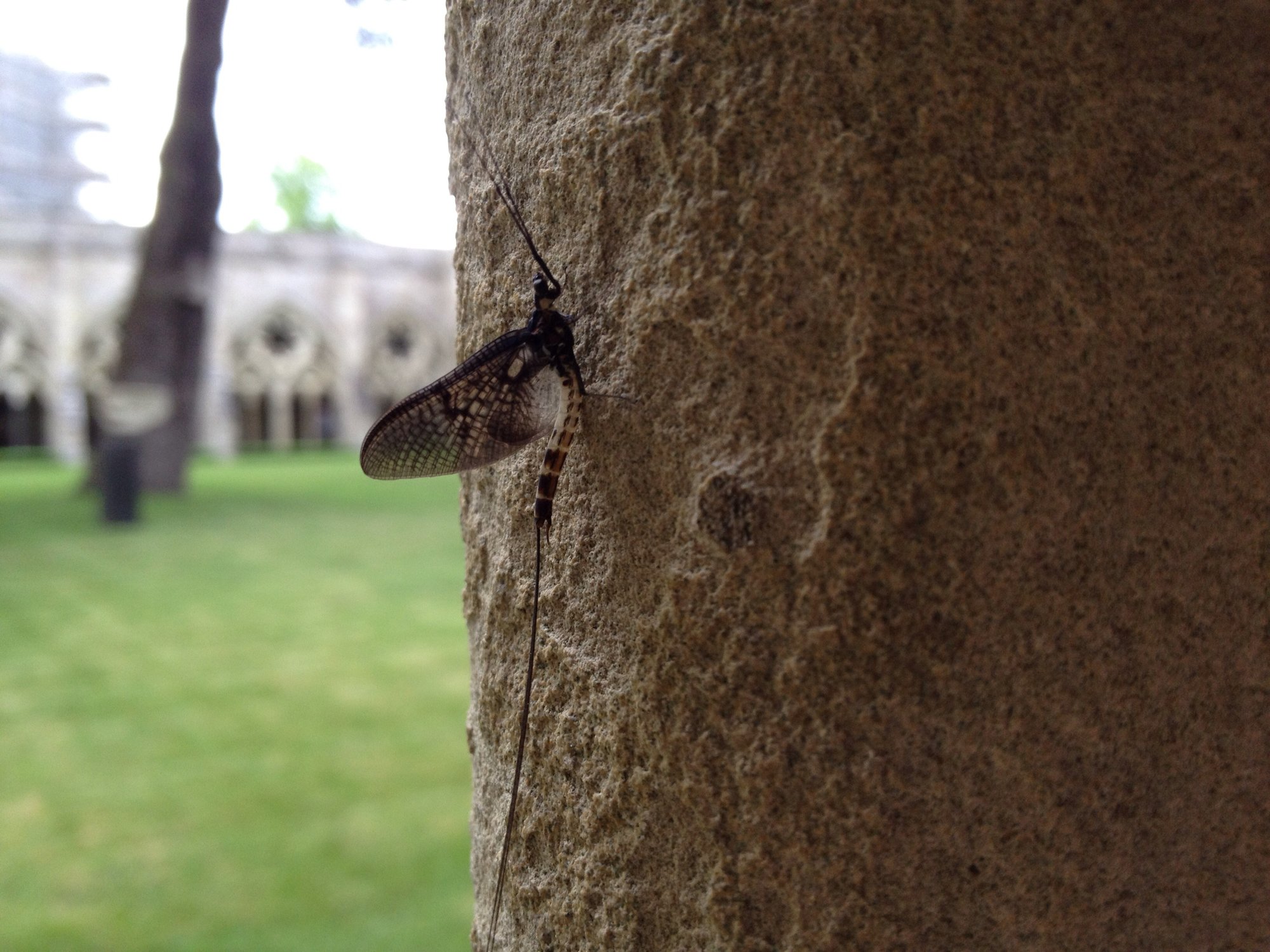 Cloister creeper