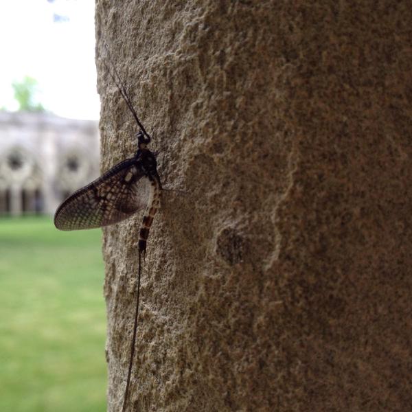 Cloister creeper