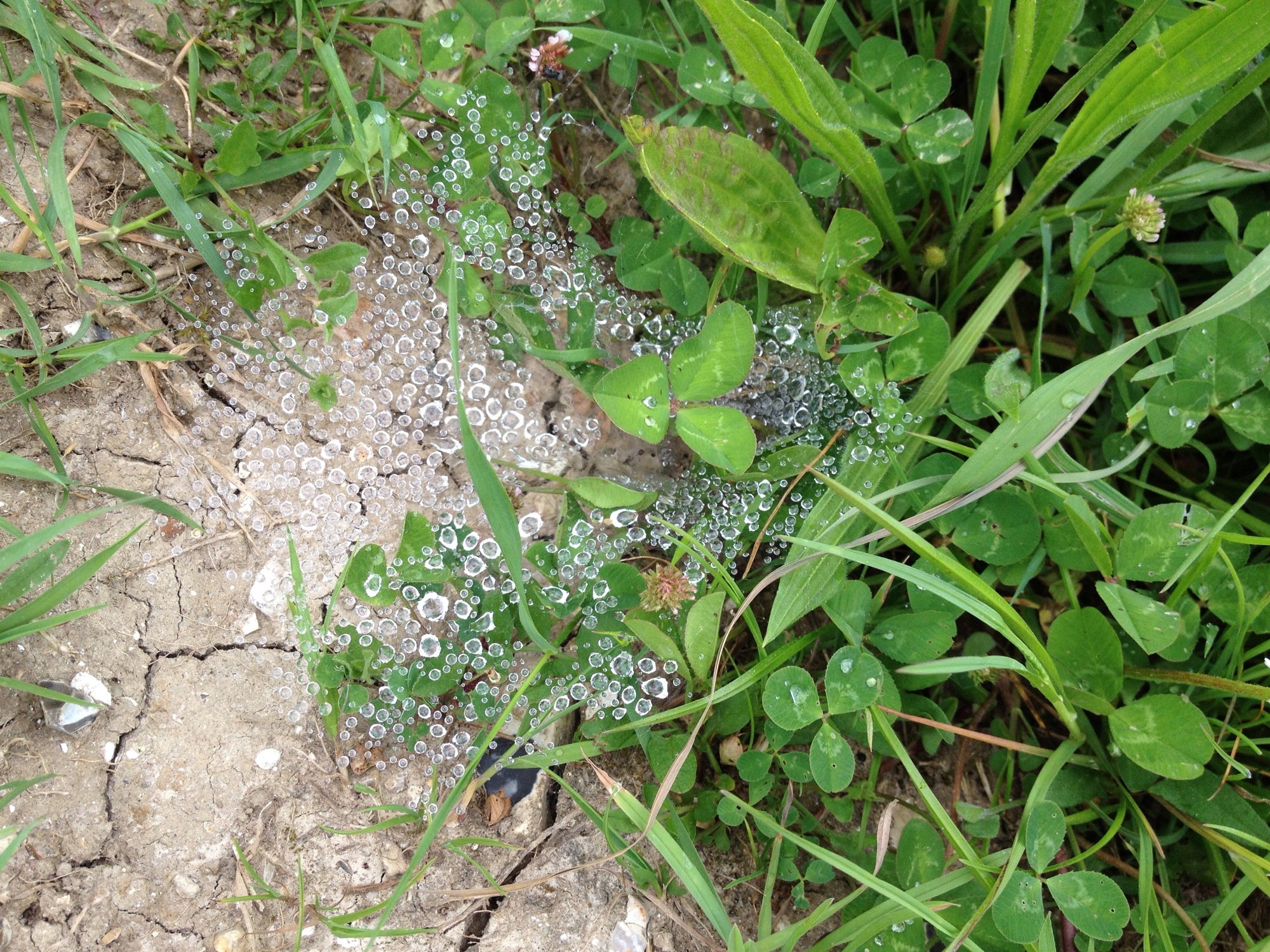 Wet spider's web