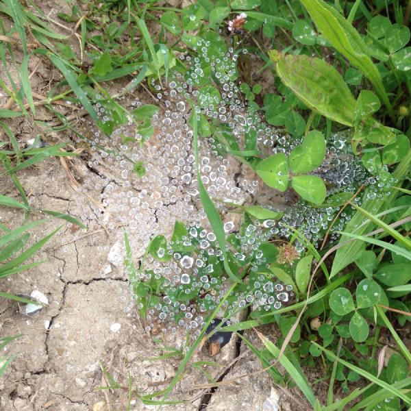 Wet spider's web