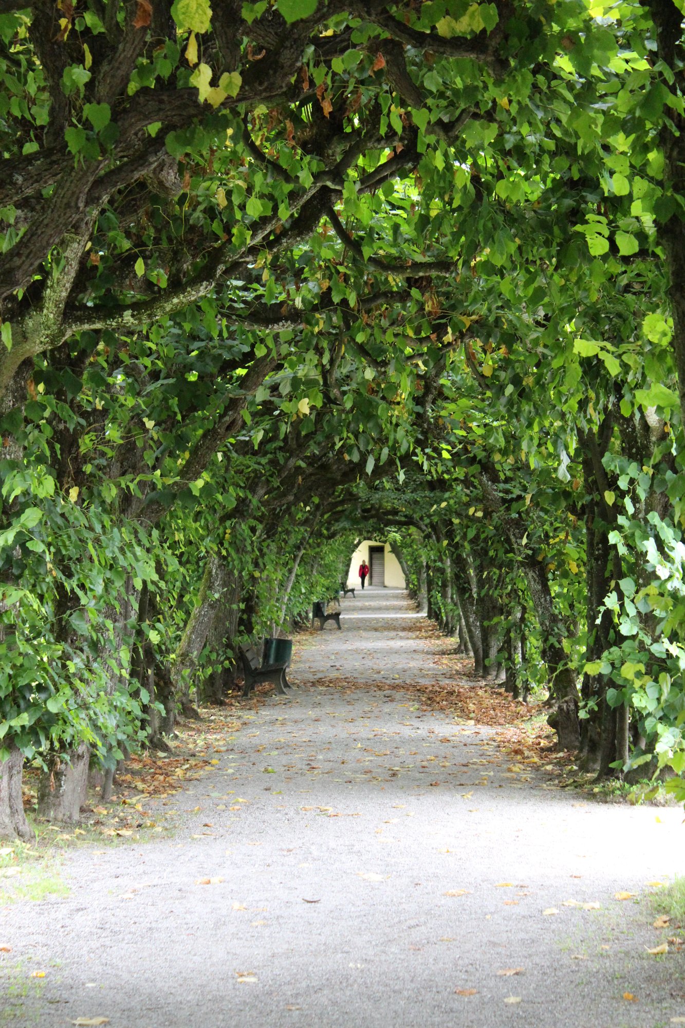 A walk through the trees