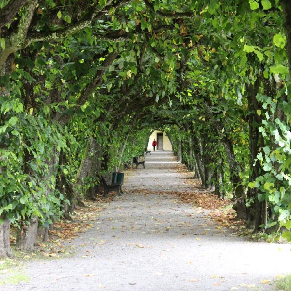 A walk through the trees