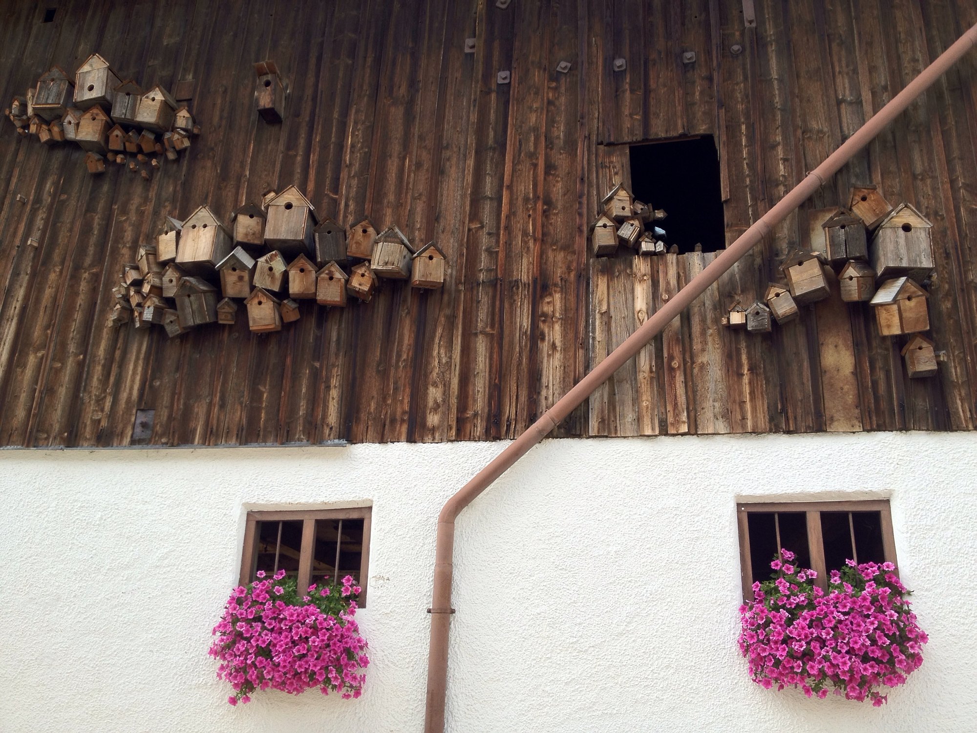 Bird boxes aplenty