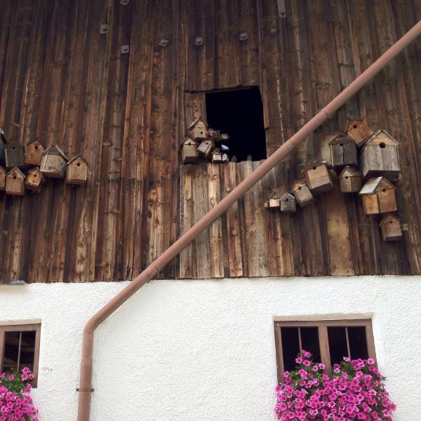 Bird boxes aplenty