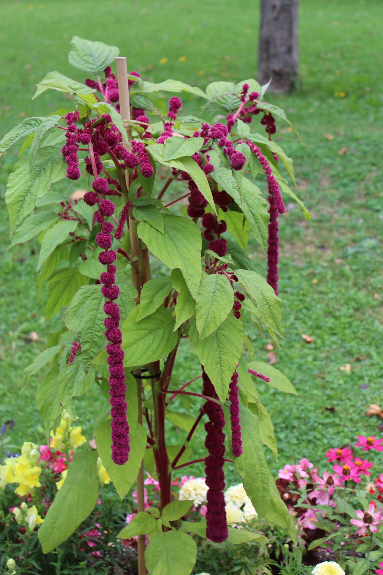 Drooping beauty