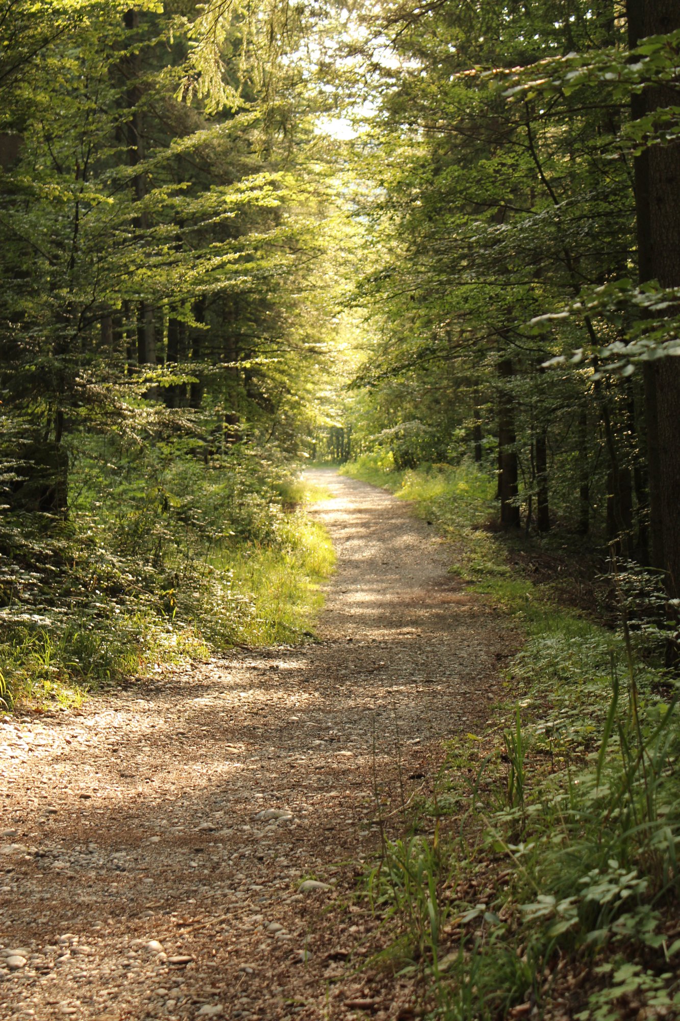 Forest walk