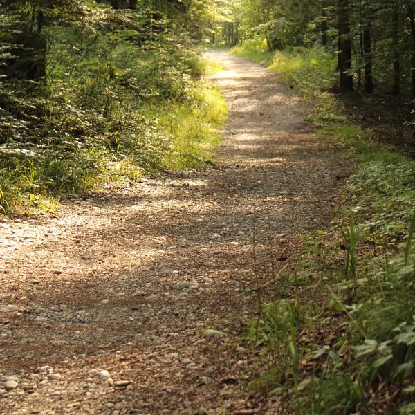 Forest walk