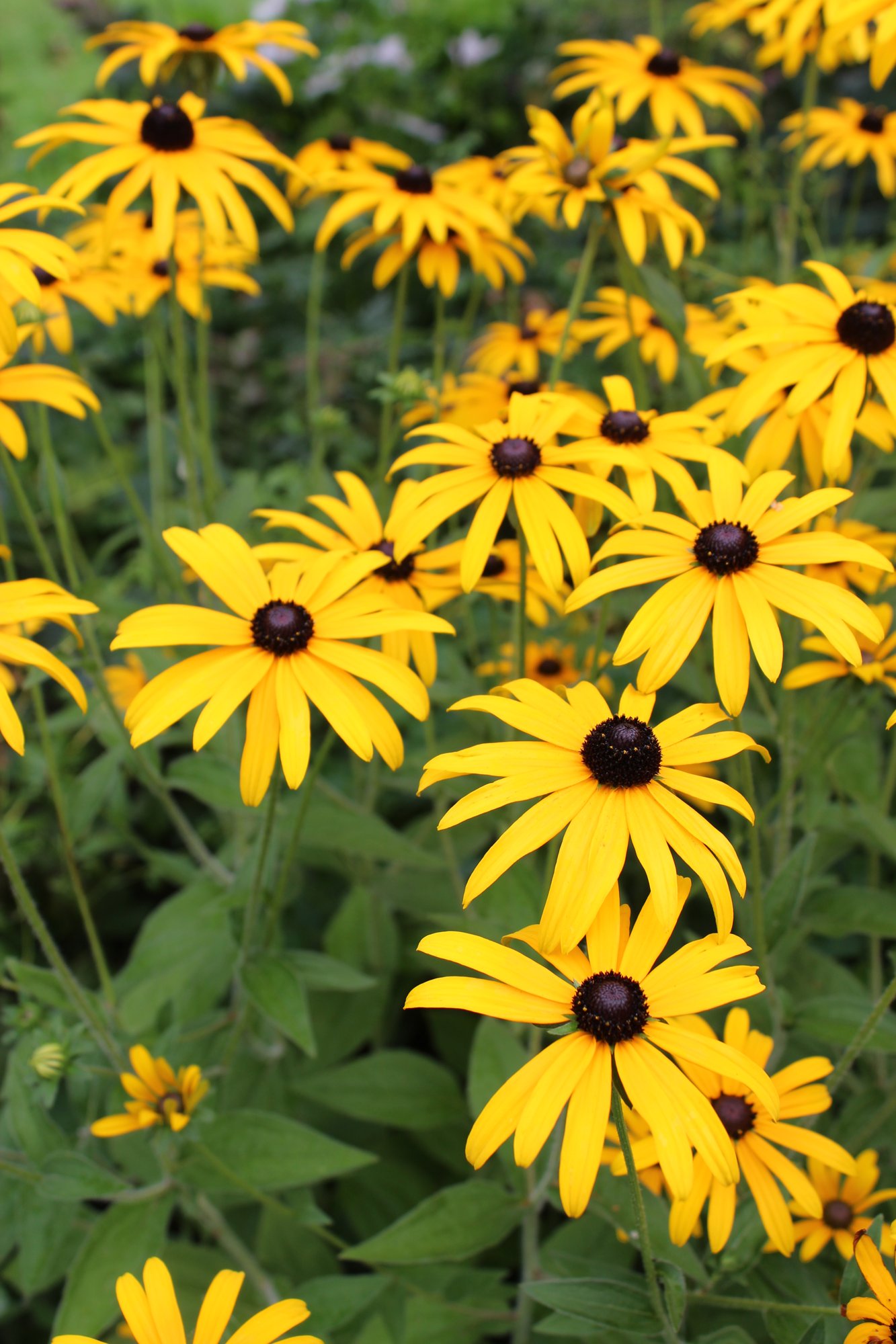 Mimicking sunshine