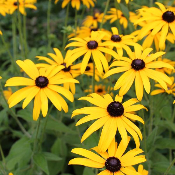 Mimicking sunshine