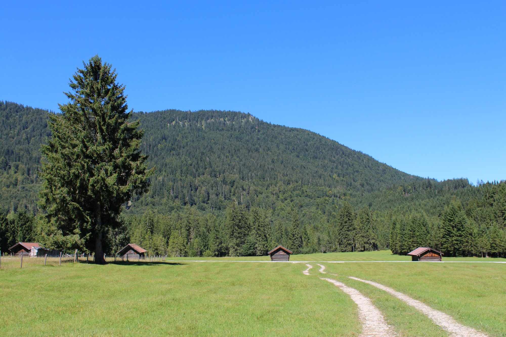 Track to the forest