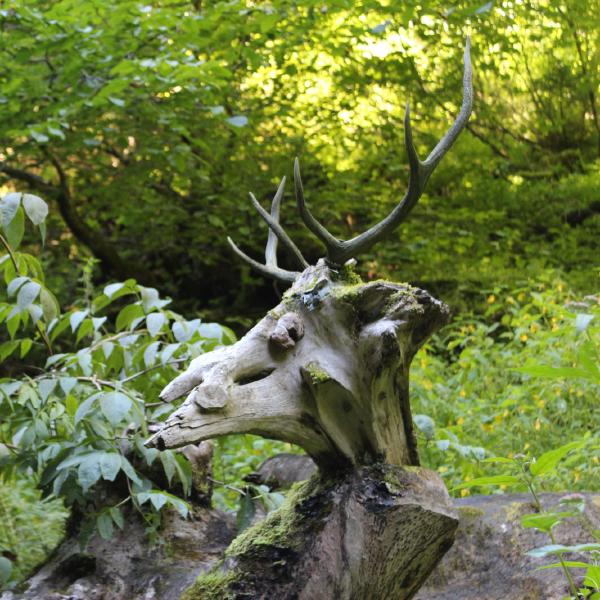 Wooden deer