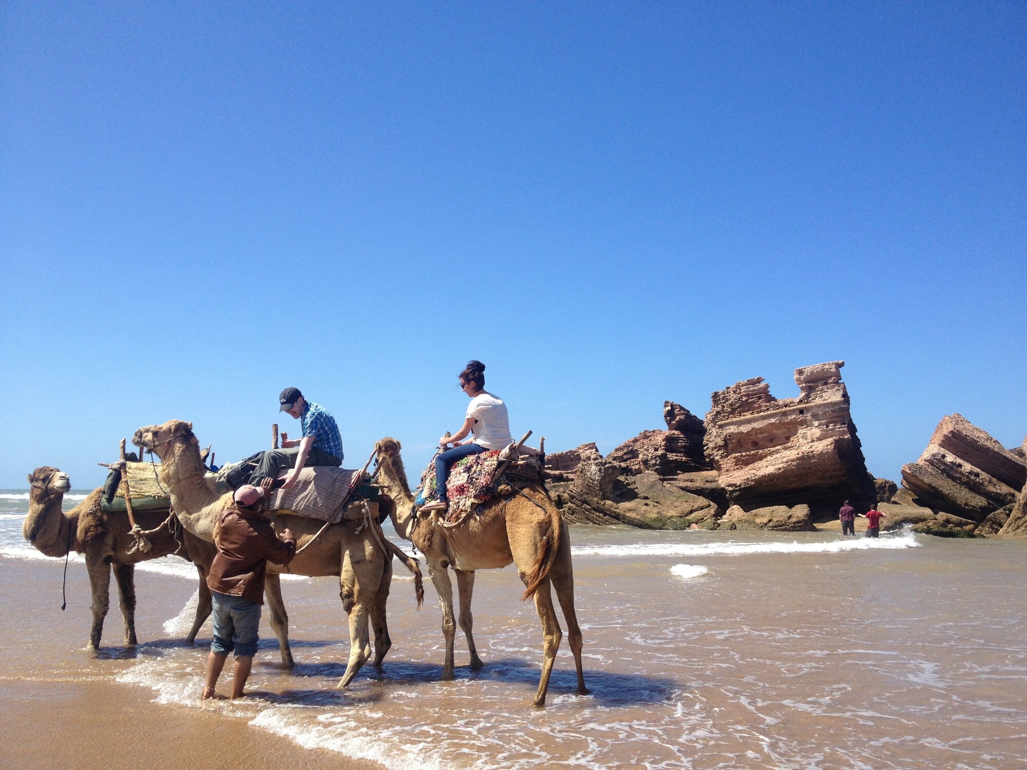 Camels on the beach
