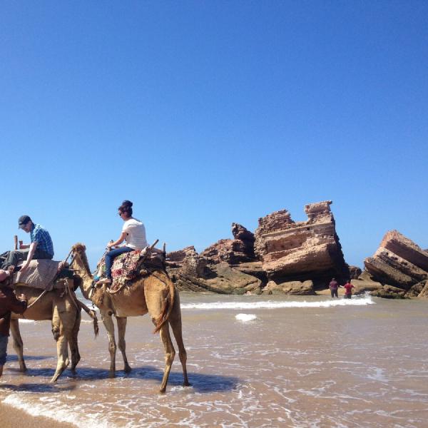 Camels on the beach