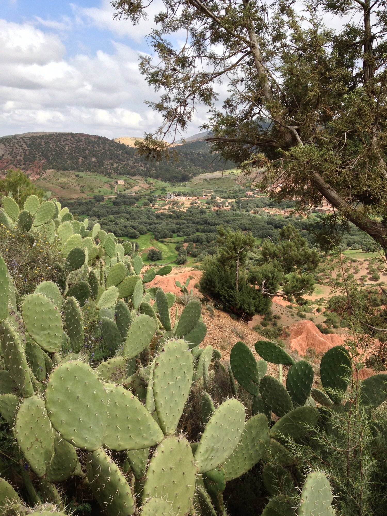 Desert vegetation