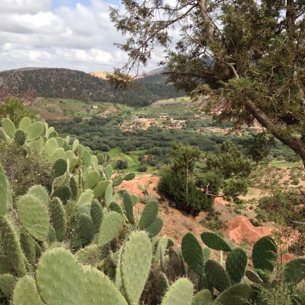 Desert vegetation