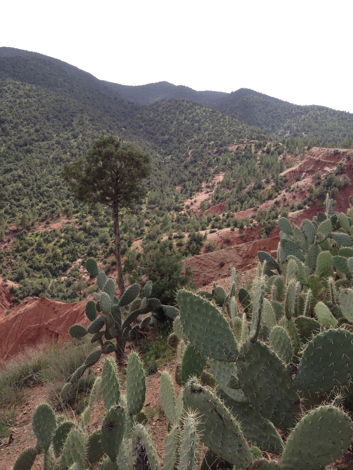Desert vegetation