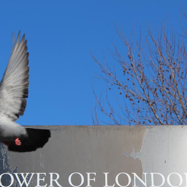 Not a Tower of London Raven