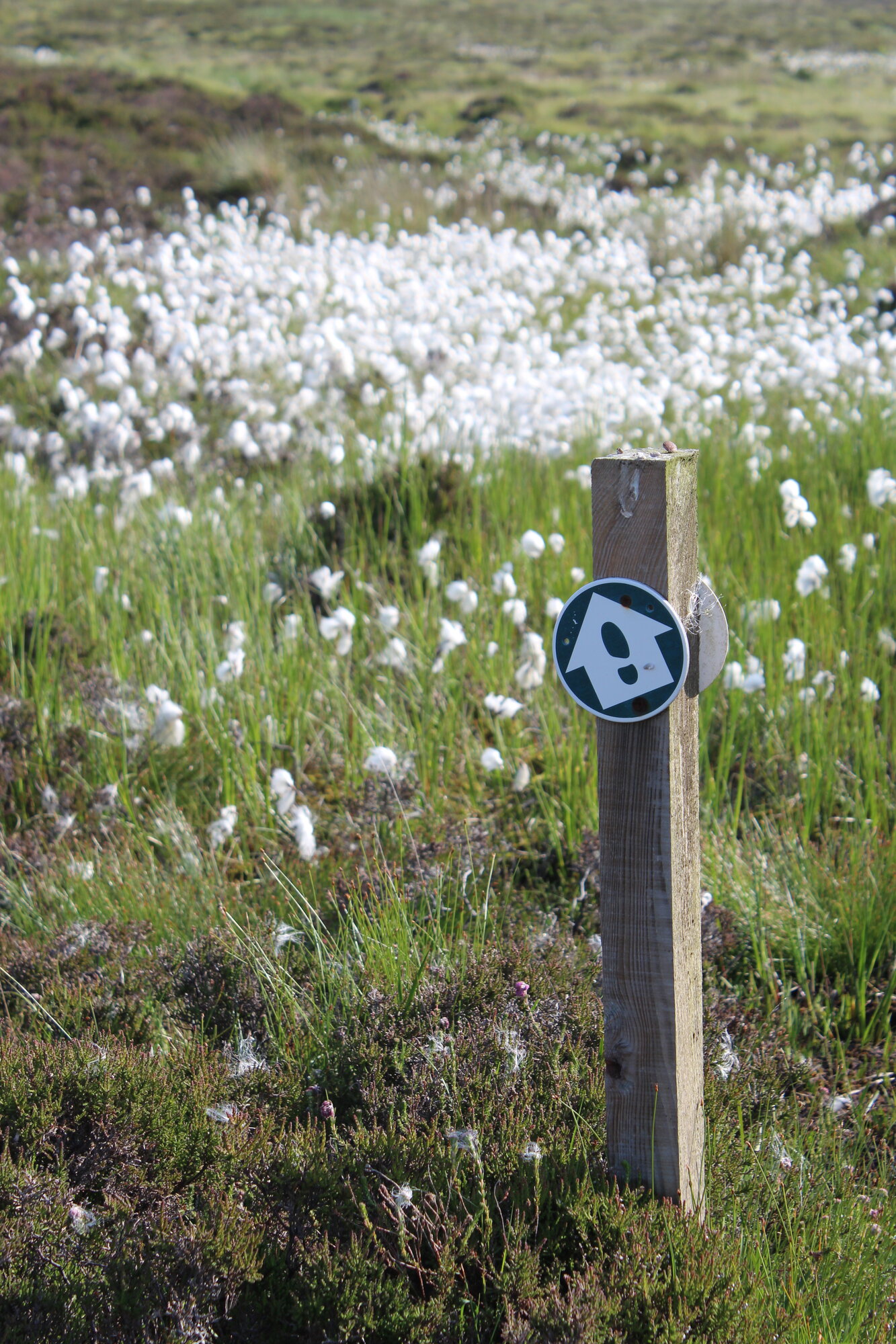 Footpath and flax