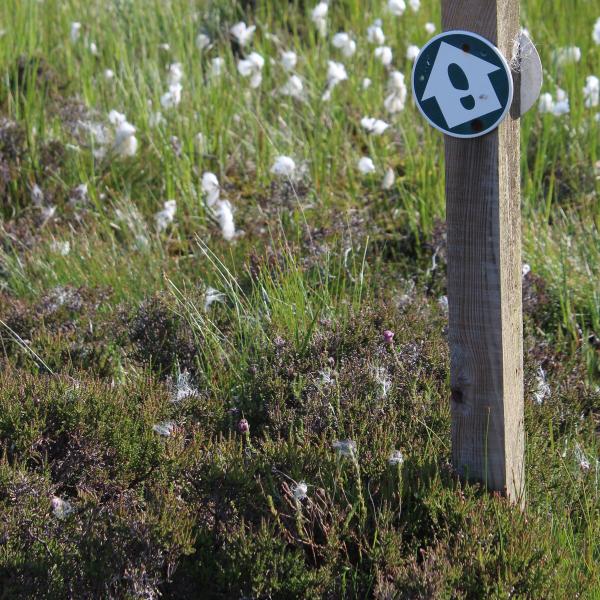 Footpath and flax