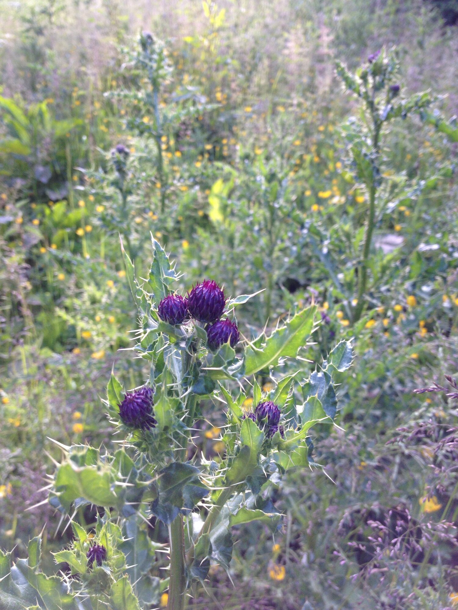 Manx Thistle