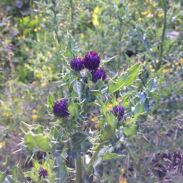 Manx Thistle