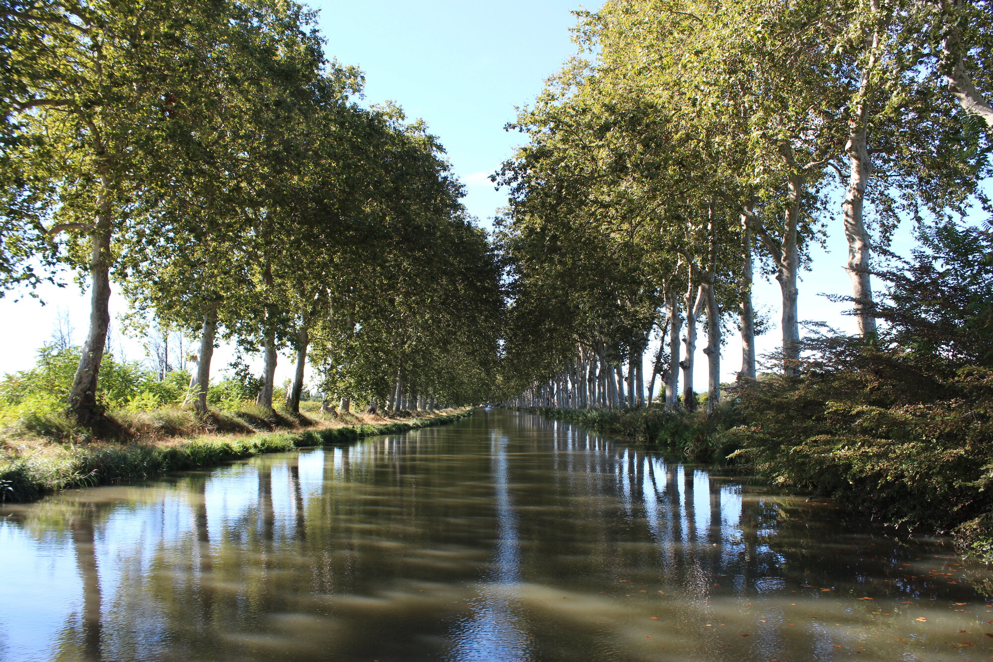 Avenue of trees