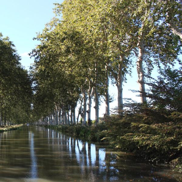Avenue of trees