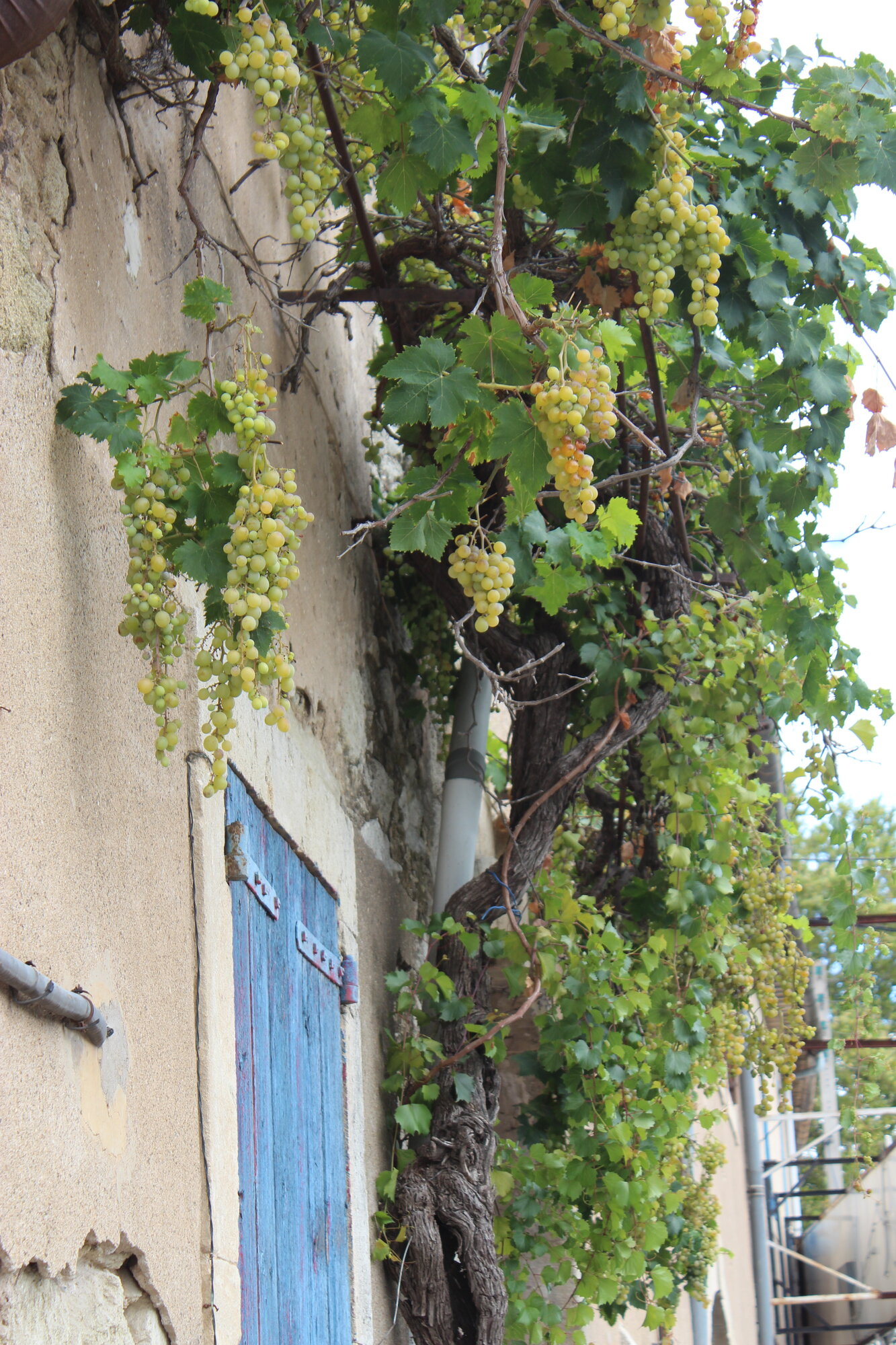 Creeping vines