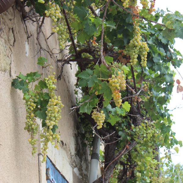 Creeping vines
