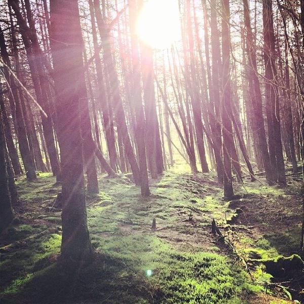 South Barrule Plantation isleofman
