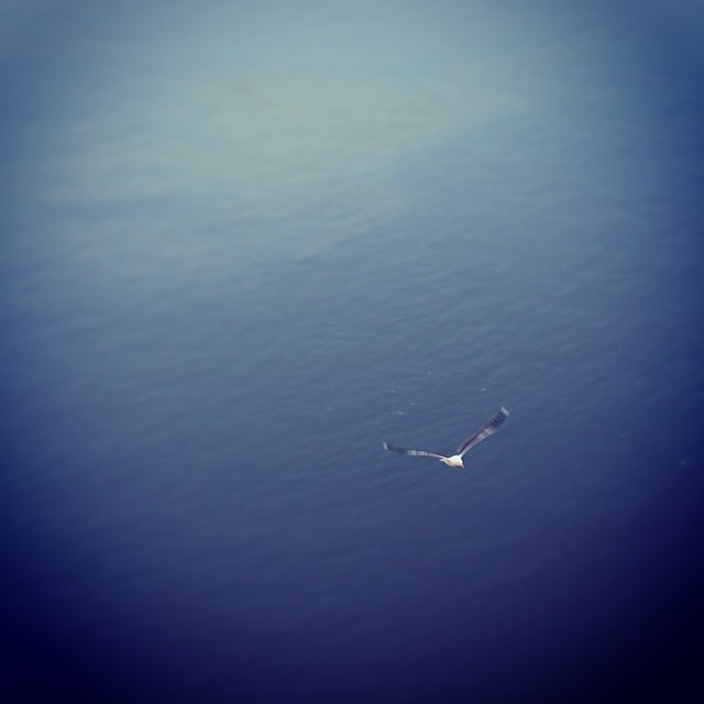 Seagull in flight