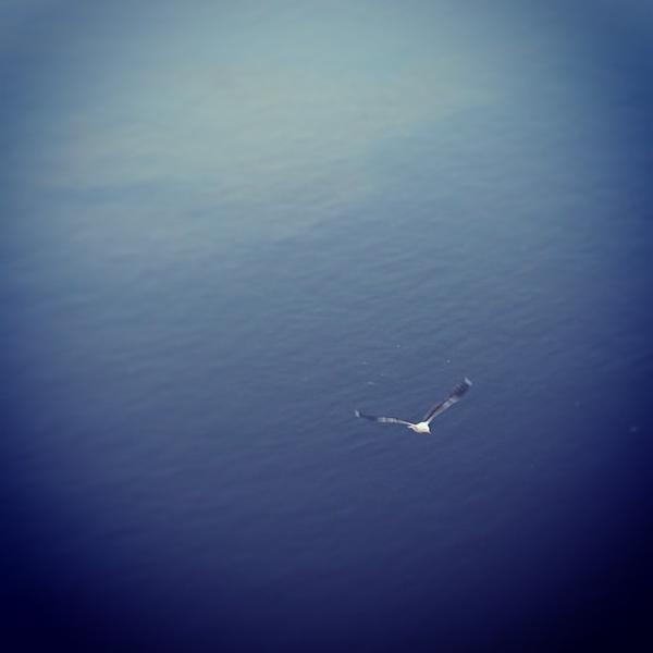 Seagull in flight