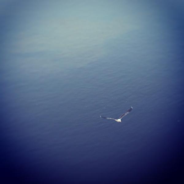 Seagull in flight