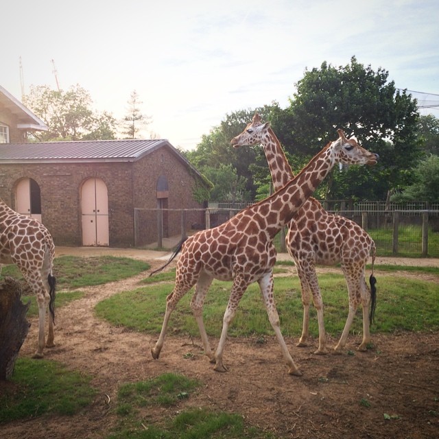 Giraffes