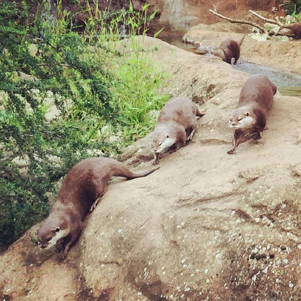 Otters on the run at Zoo Lates