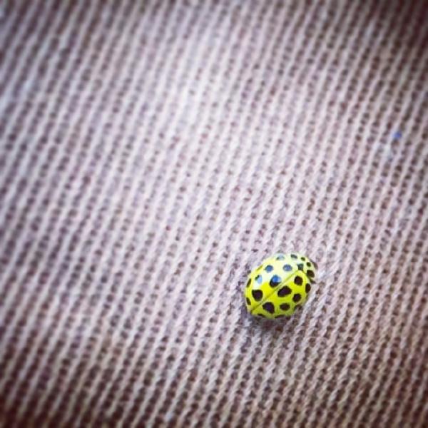 Not your average ladybird