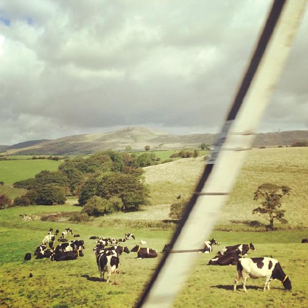 Cows predict 50 chance of rain as I pass the Lake District